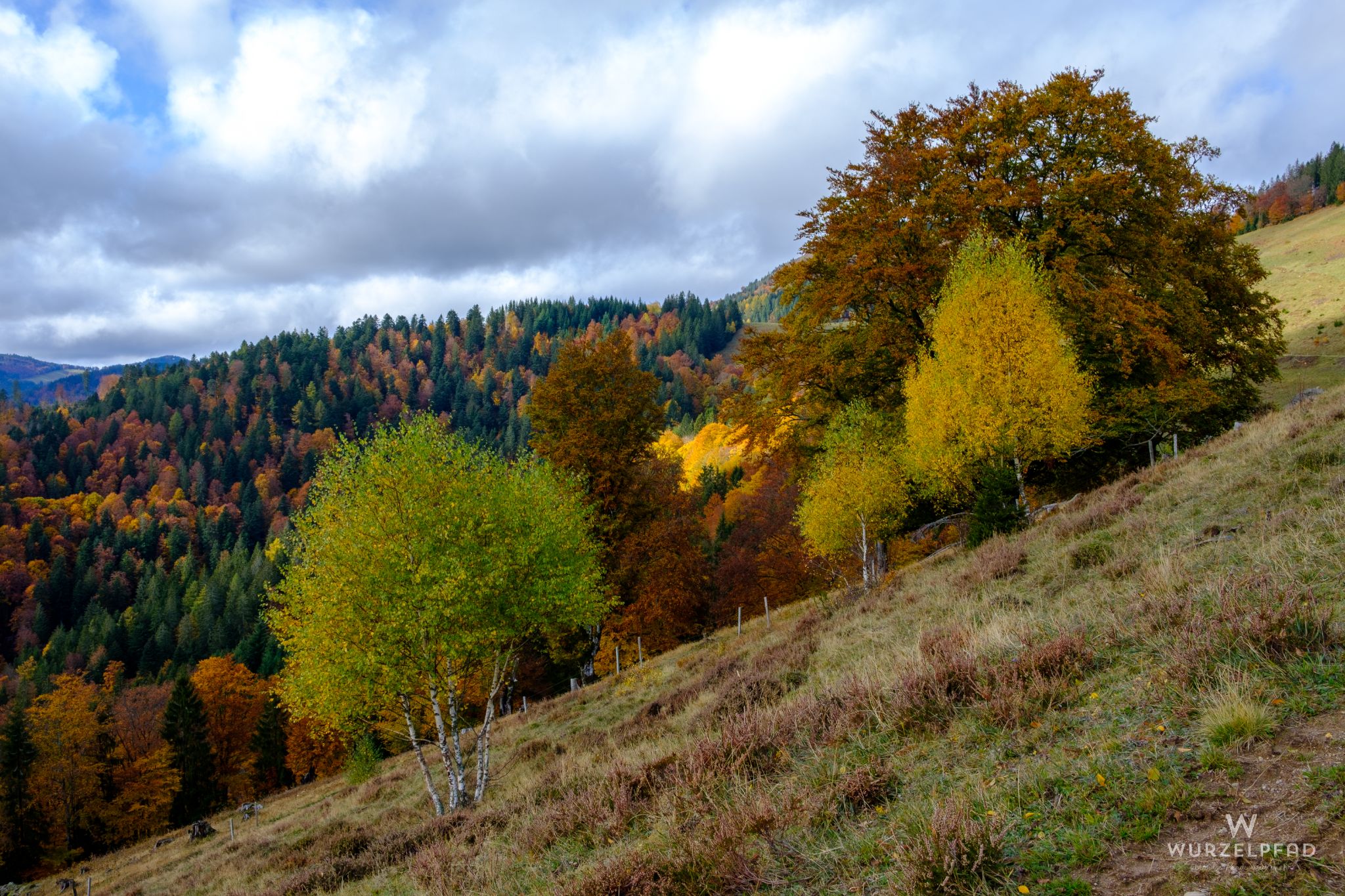 Herbstliches Farbspiel